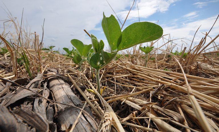 7 Soybeans emerge through a thick mat of diverse cover crop plant residues. Cover crop plant residues help reduce evaporation, lower soil temperatures and protect the soil from wind and water erosion. USDA-NRCS photo by Ron Nichols
