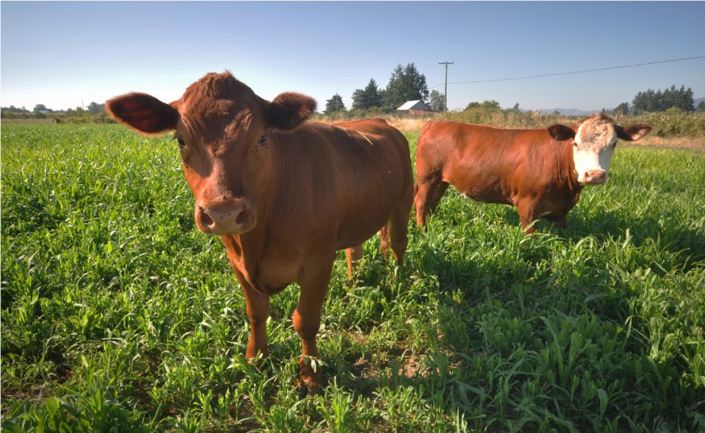 To build soil health, cattle graze cover crops on land not currently in vegetable production at Square Peg Farm, which is a certified organic produce farm located near Forest Grove, Oregon.