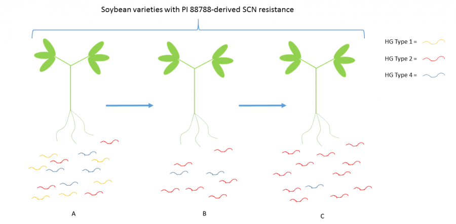 Soybean Cyst Nematode: Race Shifts and Grass Cover Crops as a Potential Alternative Control