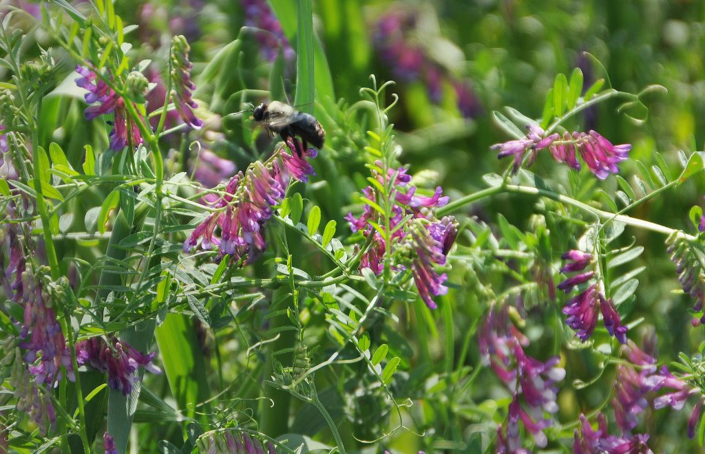 beeandvetch