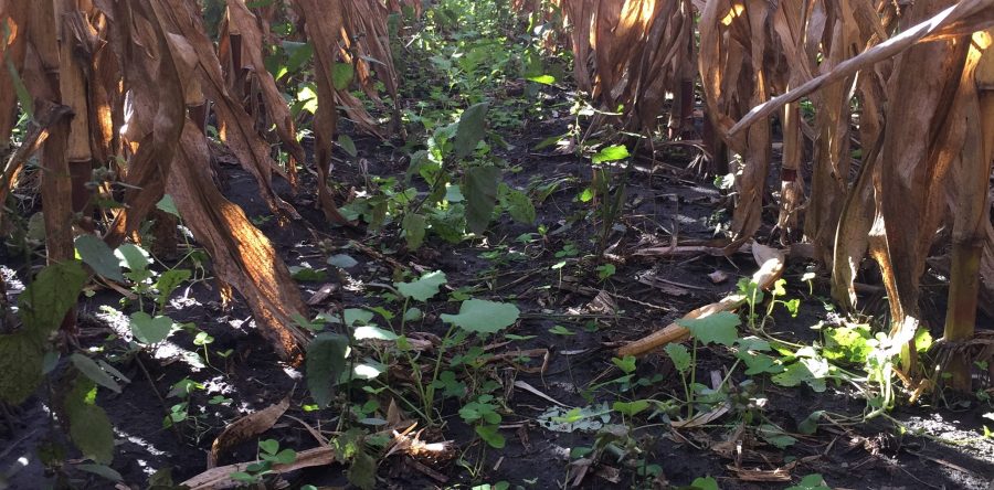 Planning Ahead… Strategic Residual Herbicide