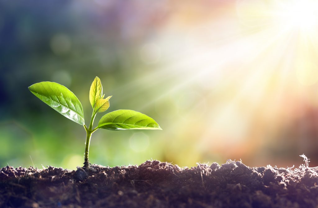 Young Plant Growing In Sunlight Young Sprout Grow In Dirt With Sun