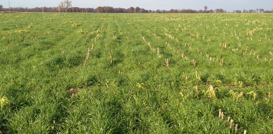 Farmers and Communities Reap the Benefits of Planting Covers