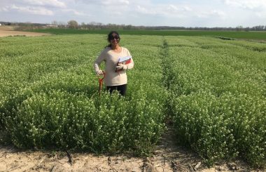 CoverCress: Research and Development of Field Pennycress as a Cash Crop for Illinois Farmers