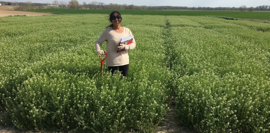 CoverCress: Research and Development of Field Pennycress as a Cash Crop for Illinois Farmers