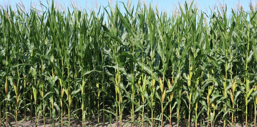 Nutrient loss reduction efforts include outreach, watershed planning