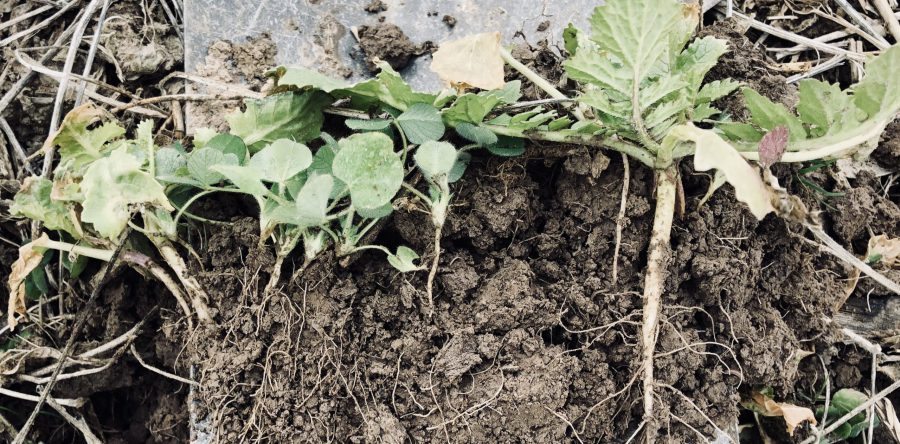 State of Knowledge of Soil Biodiversity