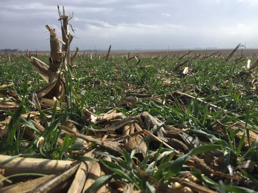 Cereal rye popping up in no till corn harvest