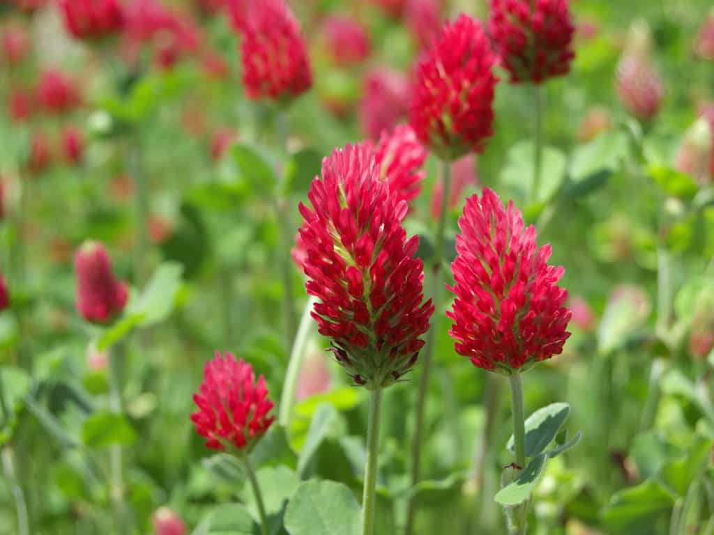 crimson-clover NCSU