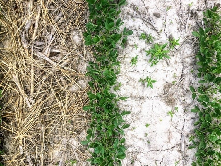 Example of using cereal rye in beans for weed control: cover crop material left on the surface provides weed control between the row.  