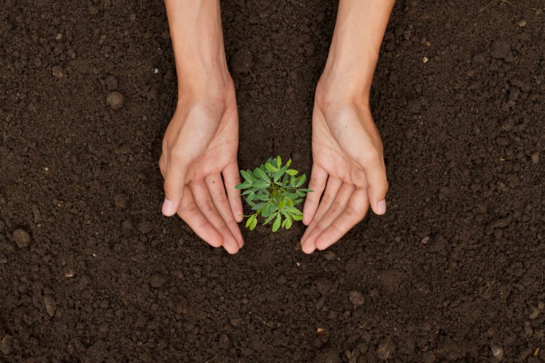 Hand protect plant grow on soil top view metaphor protect an env Hand protect plant grow on soil top view metaphor protect an env