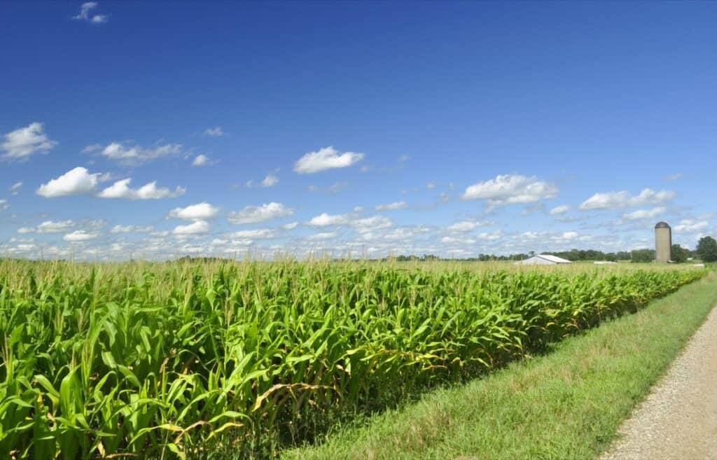 Diagonal view of a corn field in a blue sky day Soil health