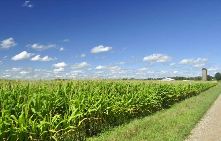 Diagonal view of a corn field in a blue sky day Soil health
