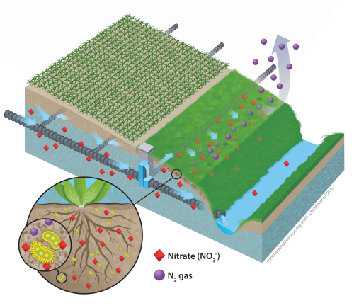 Buffing Up Water Quality University of Illinois Extension