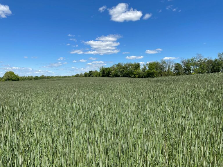5 - Kentucky LAF Farm 1 5 - Kentucky LAF Farm 1