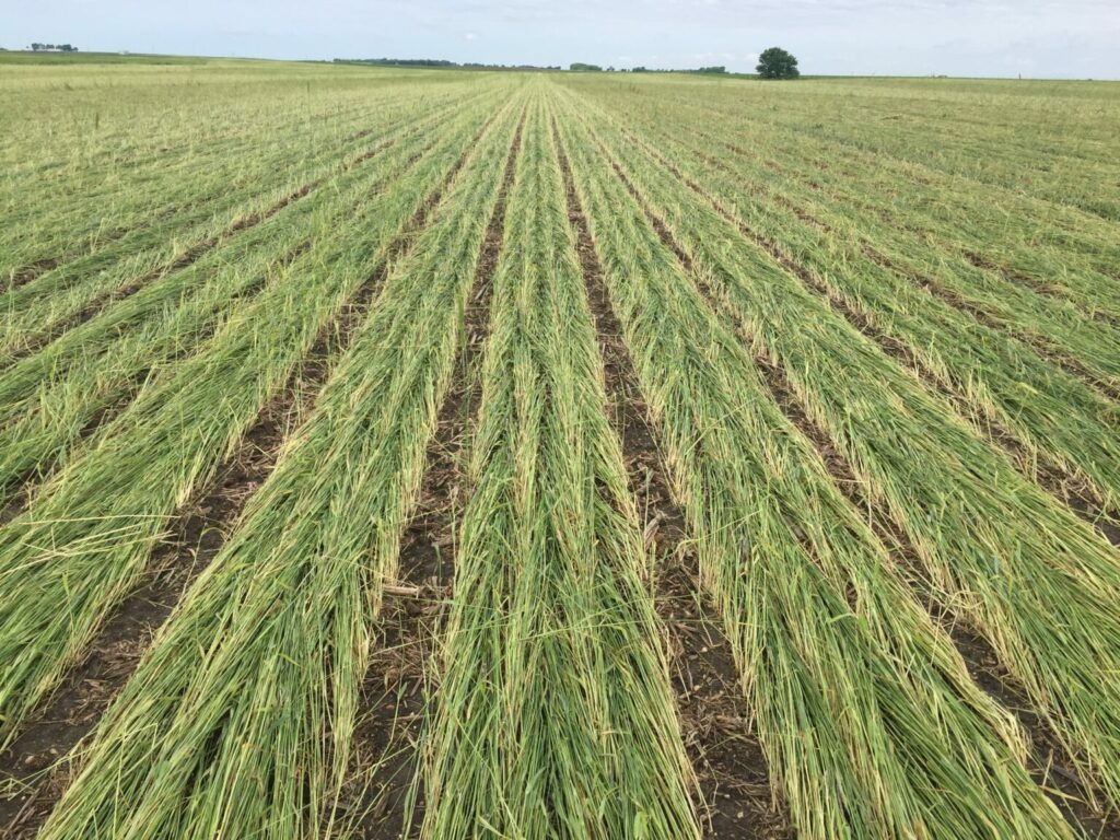 strip-tillage-1536x1152