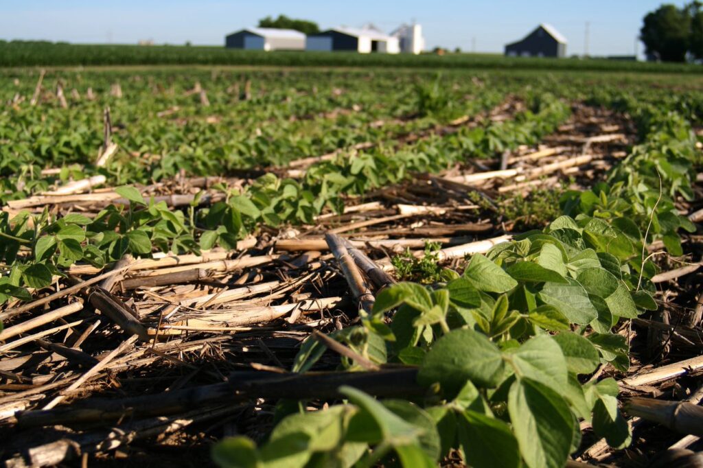 notillsoybeans