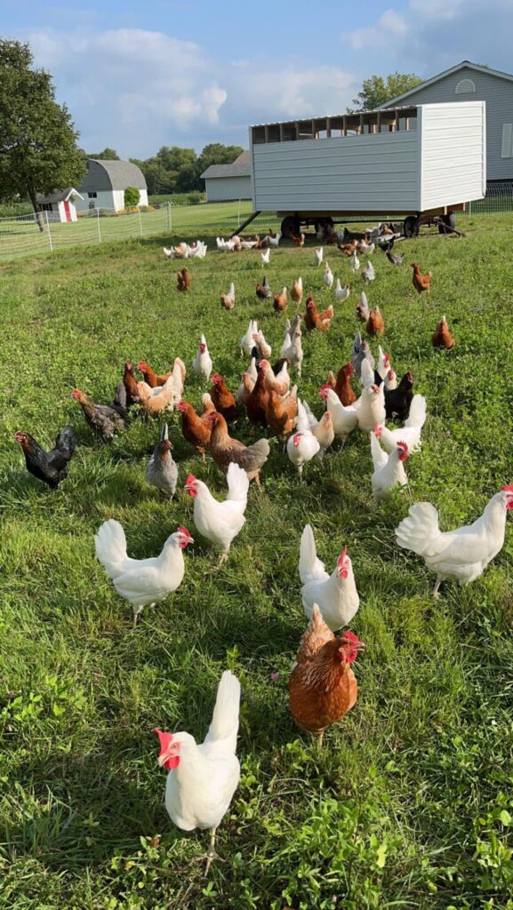 Hen pasture