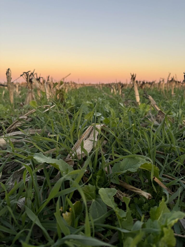covercrops