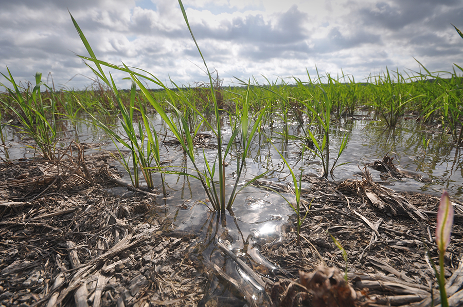 Water begins to flood a field of rice plants which have emerged through the residue of cover crops on the Durand farm. Photo by Ron Nichols, USDA-NRCS.