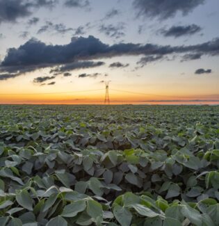 farm field at sunset