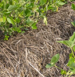 field crop
