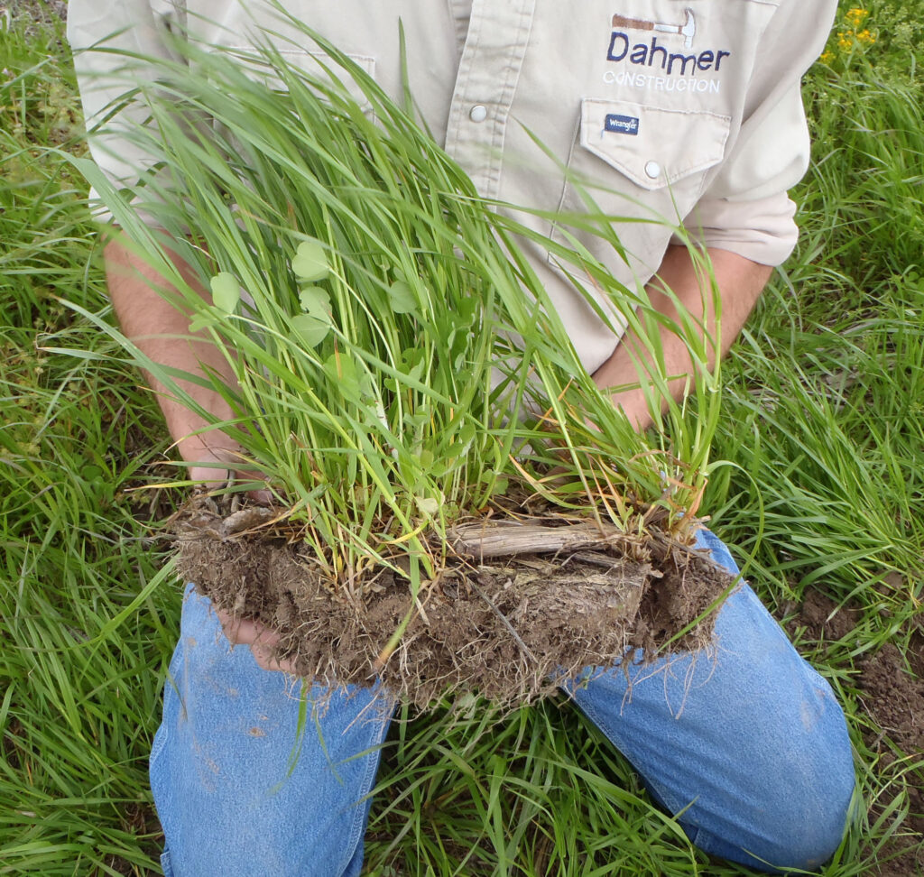 annual_ryegrass_and_crimson_clover_IL Mix