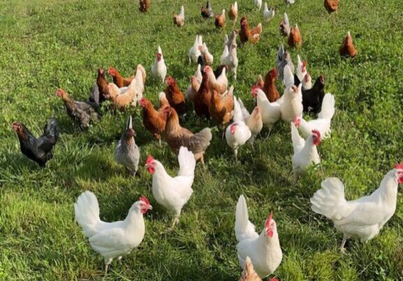 Hen pasture