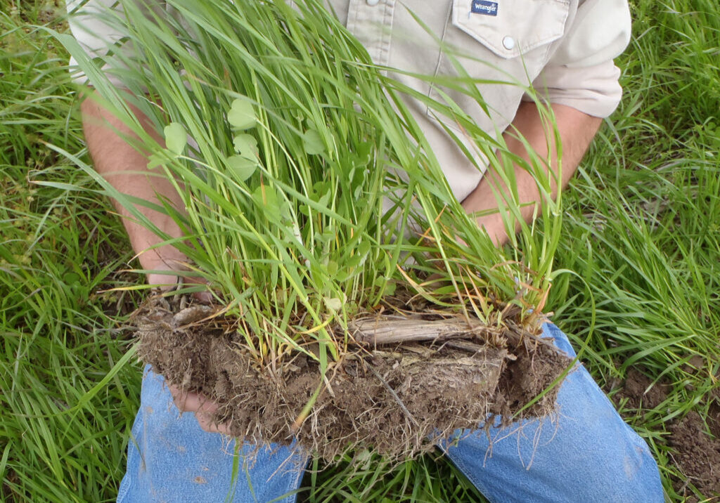annual_ryegrass_and_crimson_clover_IL Mix