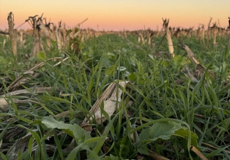 covercrops