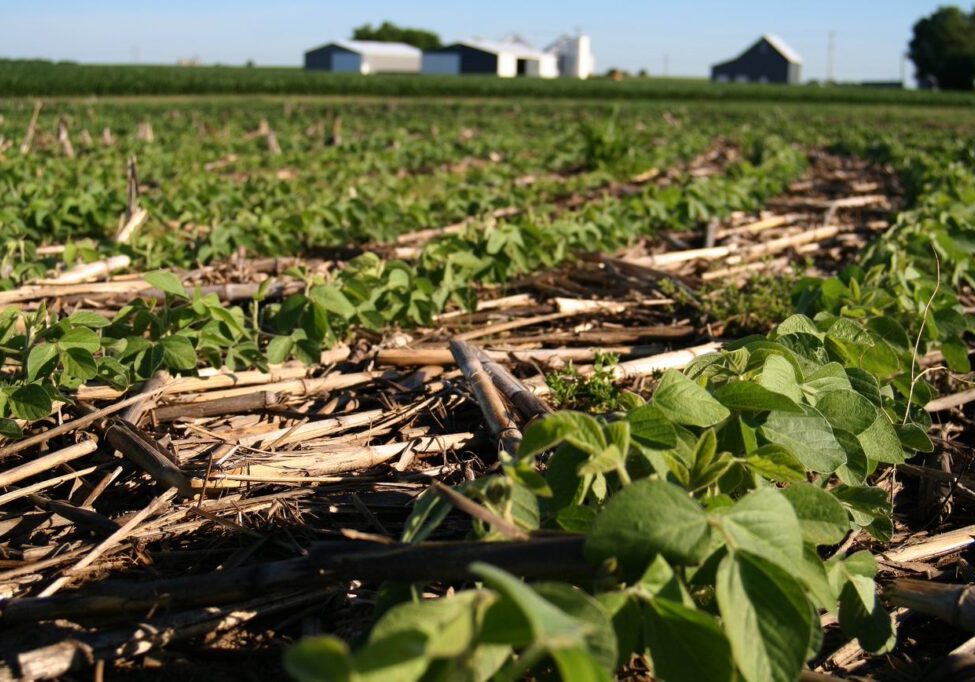 notillsoybeans